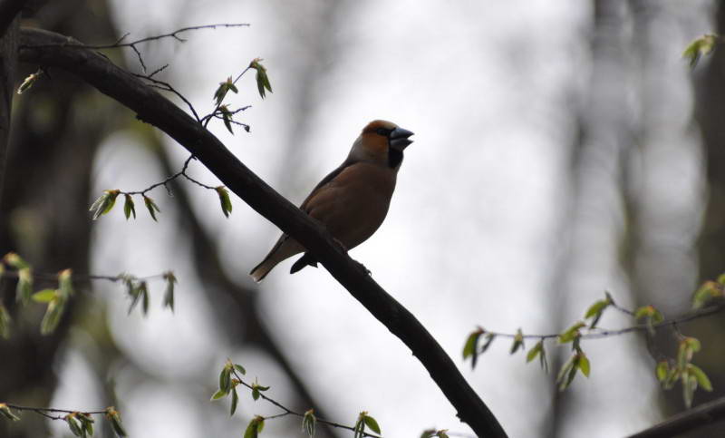 Hawfinch